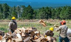 Crew members cut and stack wood onto a pile